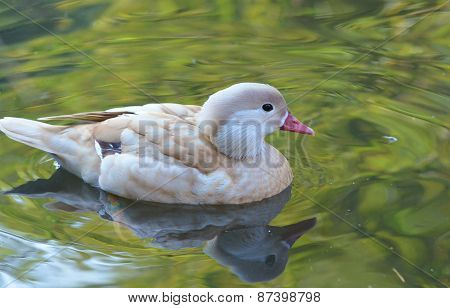 Duck Swimming, Female Mandarin Duck