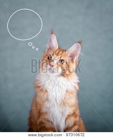 Maine Coon Cat Thinking
