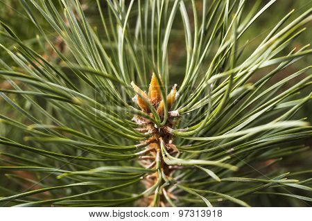 Larch Branch