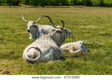 Hungarian Gray Cattles