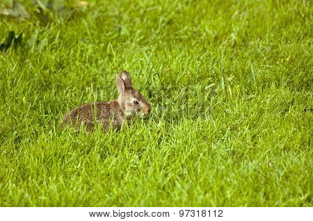 Young bunny rabbit in grass