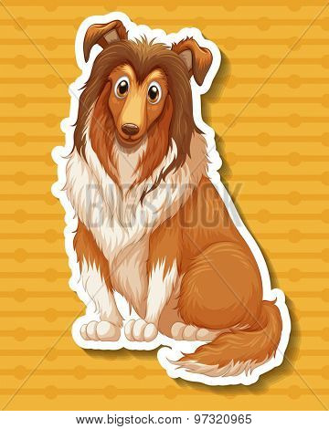 Afghan hound sitting on yellow background