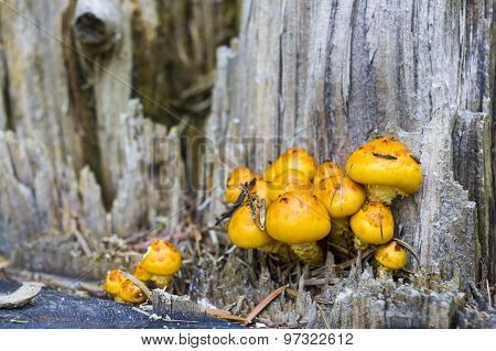 Mushroom on an old stump