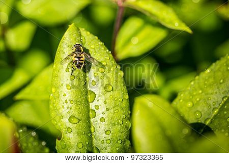 Syrphus Ribesii With Water Drops On Green Leaves