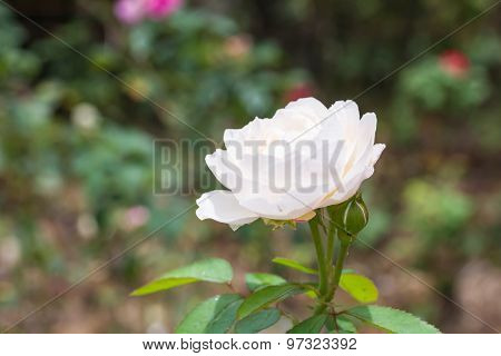 White Rose In The Garden