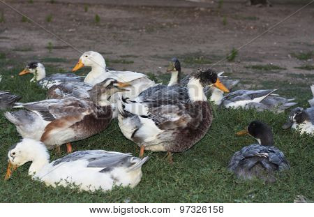 Birds Ducks Are Resting On A Grass Photo