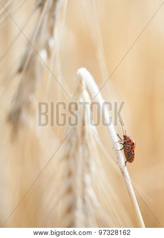 Wheal and papaver dry with insect in yellow field
