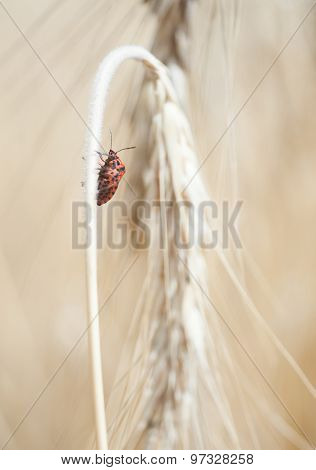 Wheal and papaver dry with insect in yellow field