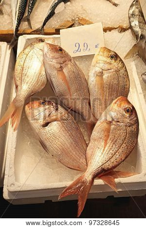 Dentex Fish