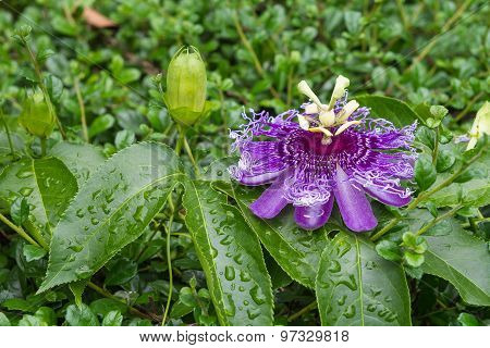 Passion Fruit Flower, Passiflora Incarnata