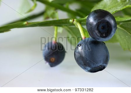 Blueberry on sprig