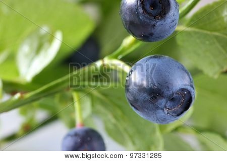 Blueberry on sprig