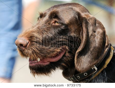 ภาพสุนัขเยอรมันชี้ Wirehaired