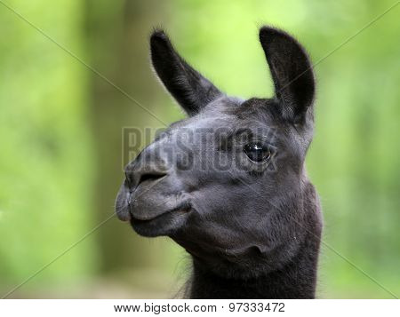 Lama