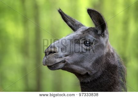 Lama