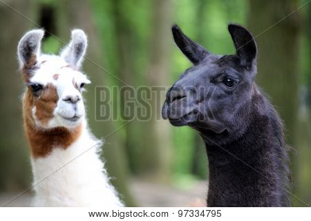 Lama