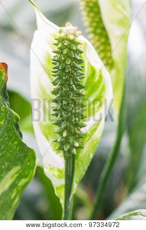 Close up Beautiful Flowers Spathiphyllum on leaves background