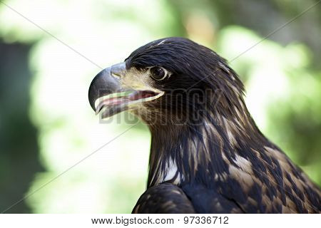 Majestic Wild Eagle