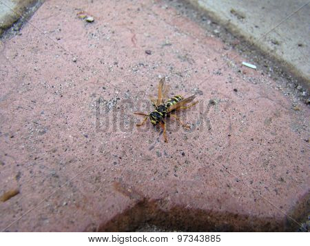 Wasps