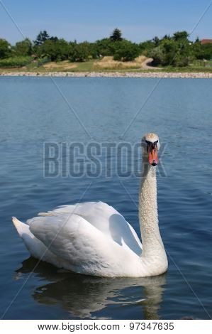 Swan on the water