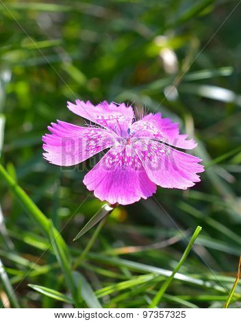 Dianthus callizonus, endemic plant for Piatra Craiului Mountains (Romanian Carpathians)