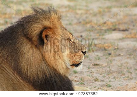 Profile of Cecil the Hwange Lion - Killed July 2015
