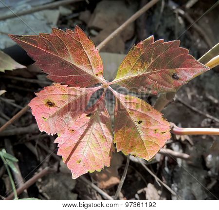 Folia Of Virginia Creeper