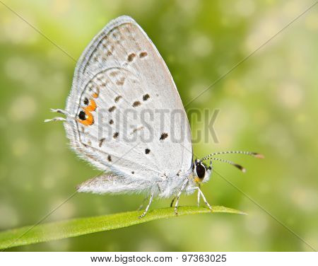 Dreamy image of a tiny Eastern Tailed Blue butterfly resting on a blade of grass