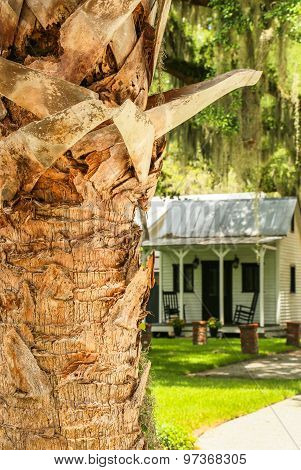 Contrast: New Palm Against Historic Kitchen