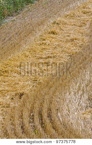 Wheat Field