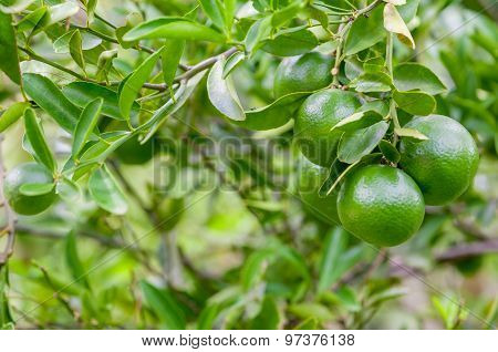 Lime Tree And Fresh Green Limes On The Branch In The Lime Garden.