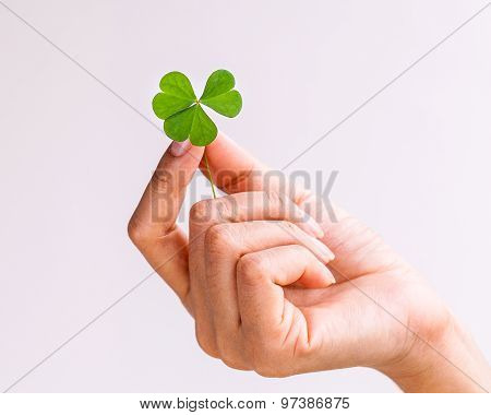 The Girl Hold  Clover Leaf . - Concept For Love , Hope And Goodness..