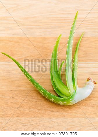 Aloevera - Natural Spas Ingredients For Skin Care.