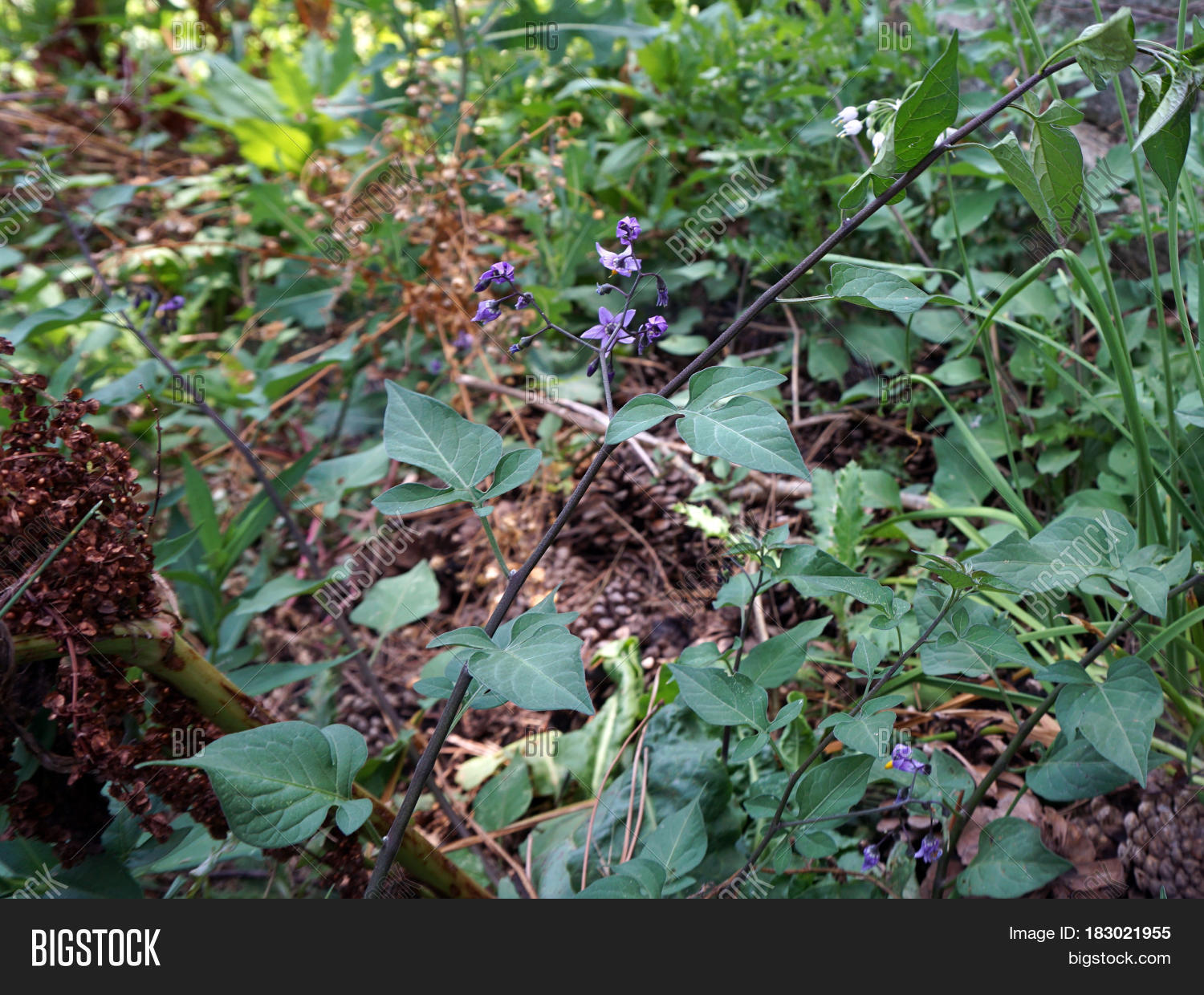 Flowers Bittersweet Image & Photo (Free Trial) Bigstock