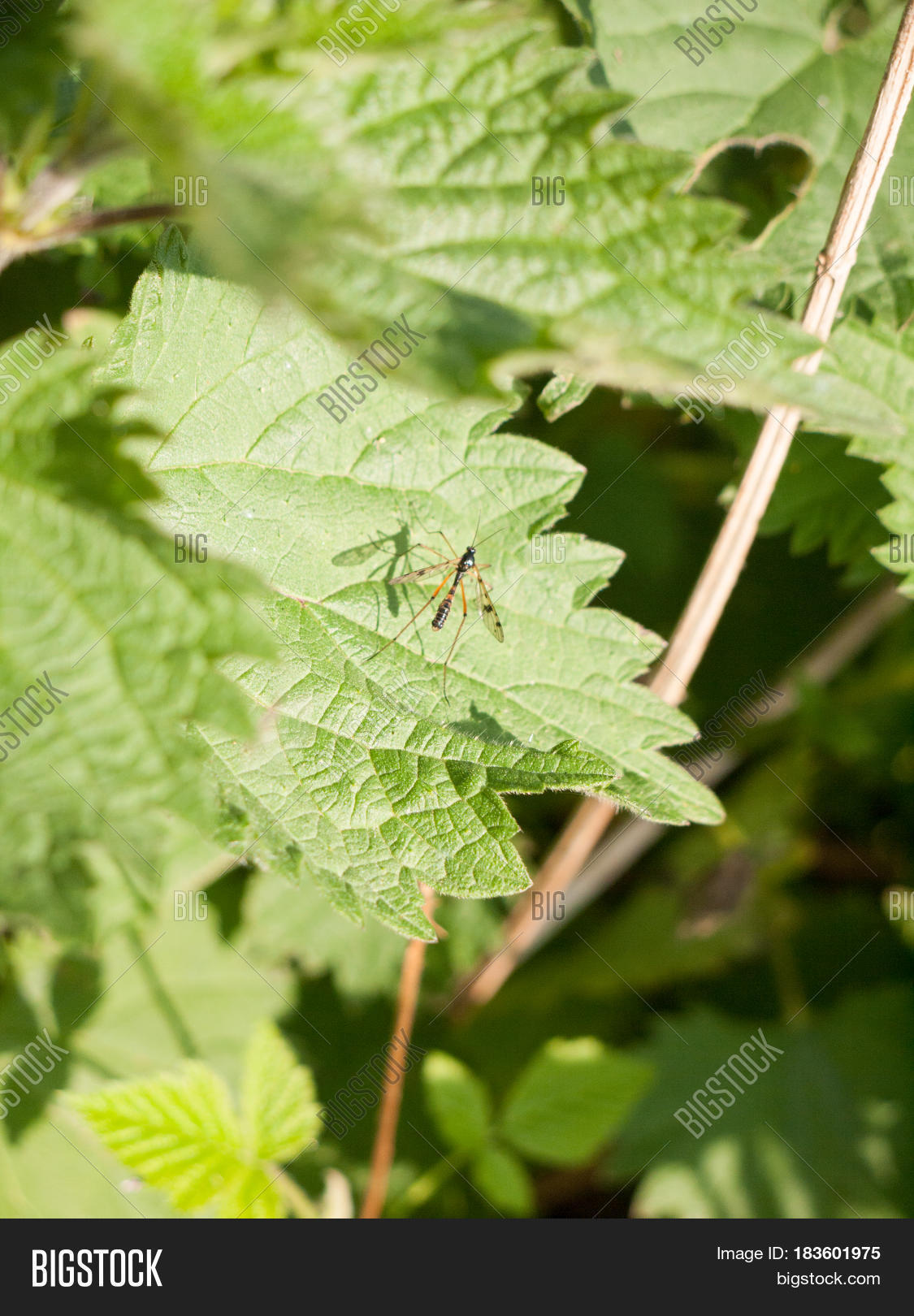 Big Flying Insect Image & Photo (Free Trial) | Bigstock