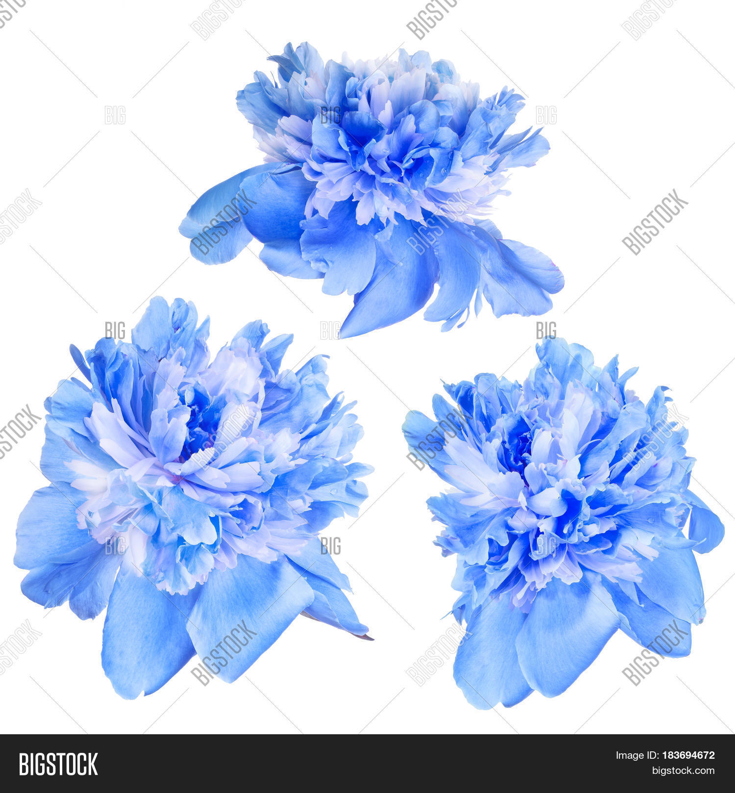 Set Blue Peony Flowers Image & Photo (Free Trial) Bigstock
