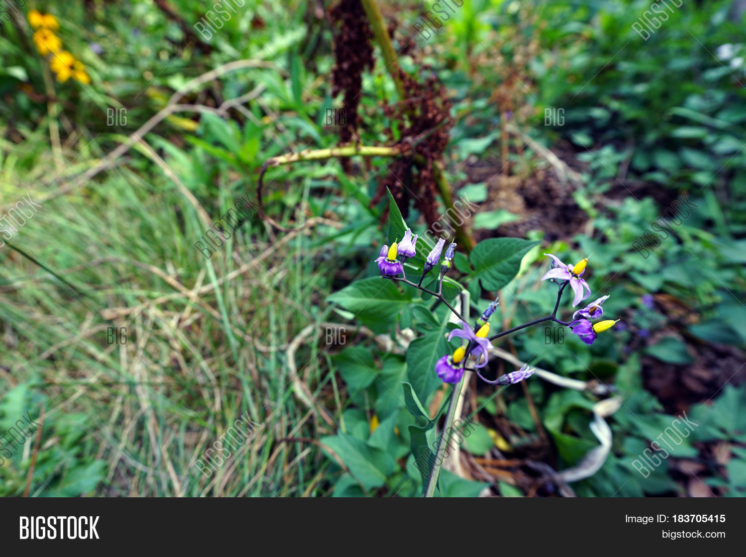 Flowers Bittersweet Image & Photo (Free Trial) Bigstock