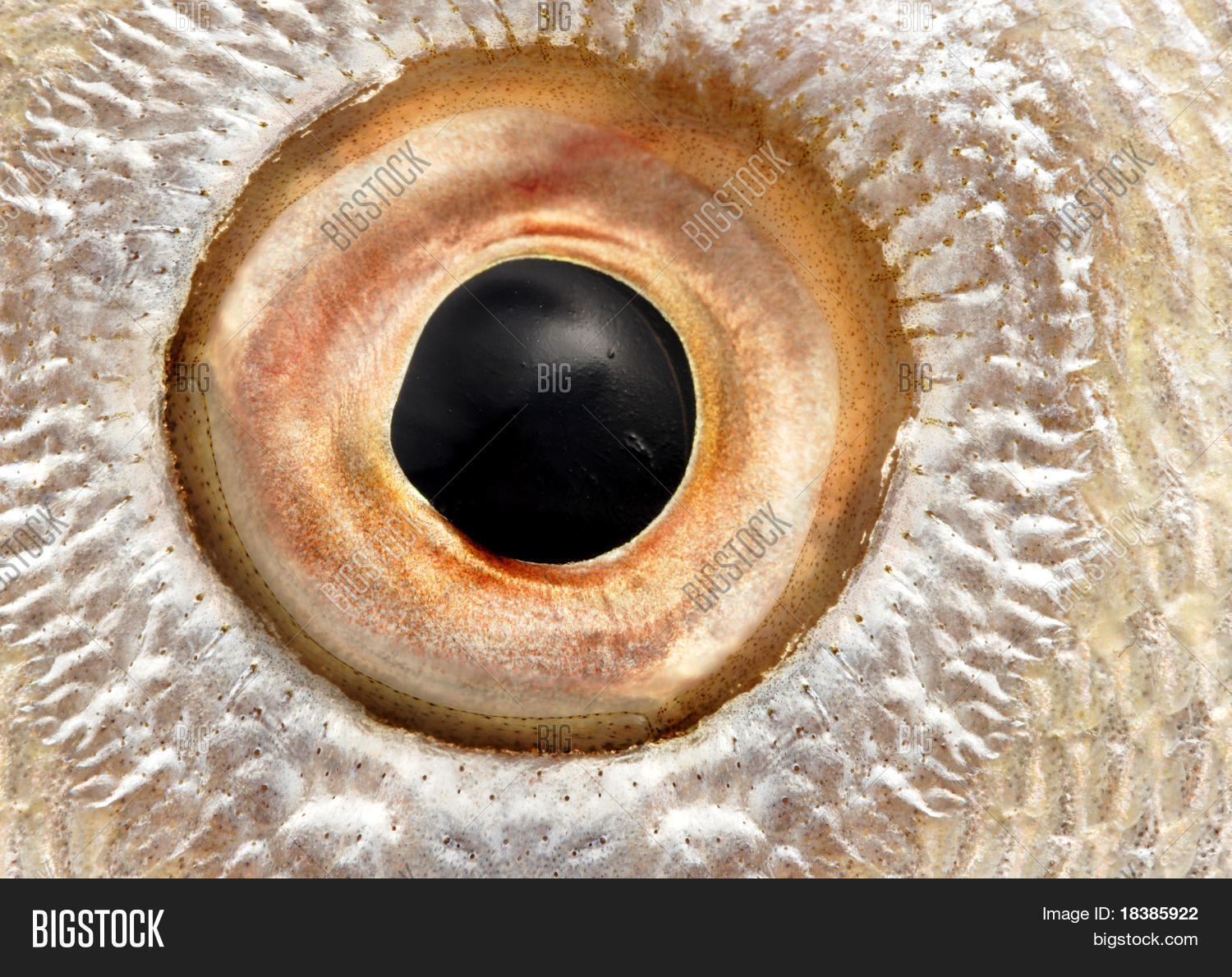 Macro Fish Eye Image & Photo (Free Trial) Bigstock