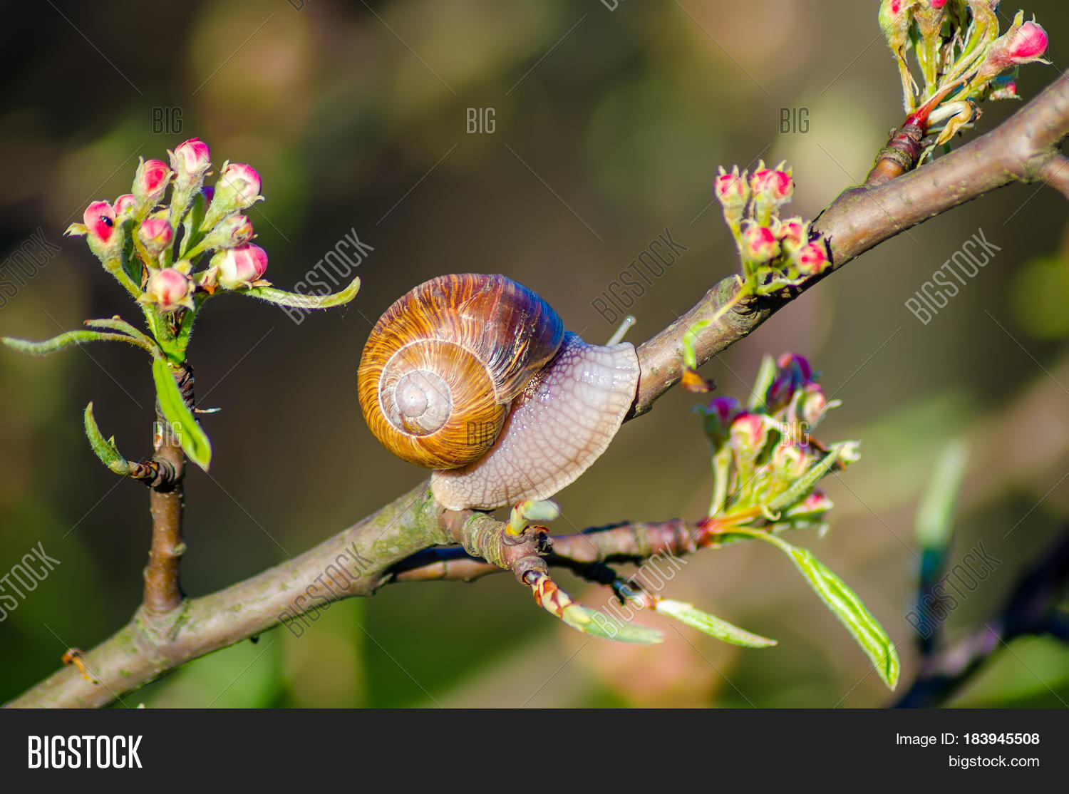 On Farm, Snails Creep Image & Photo (Free Trial) Bigstock