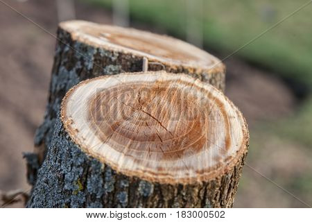 Stump of tree felled section of the trunk with annual rings tree stump in a forest close-up with shallow depth of field and selective focus