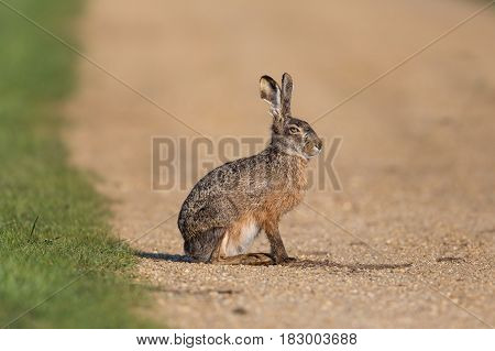 Portrait Of Sitting Brown Hare  (lepus Europaeus)