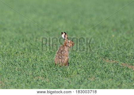 Portrait Of Brown Hare  (lepus Europaeus) In Green Meadow
