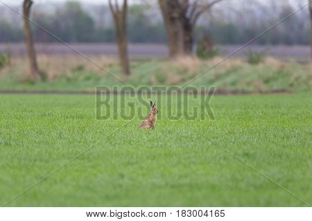 Brown Hare  (lepus Europaeus) In Green Meadow With Trees