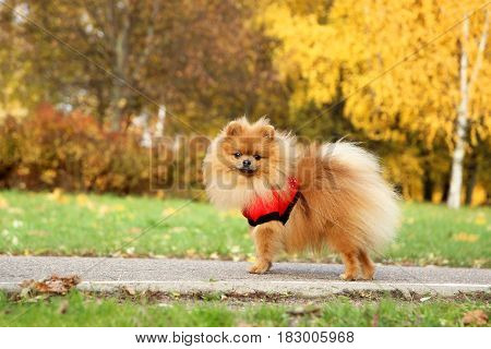 Funny autumn pomeranian dog. Dog in autumn park. Pomeranian in autumn yellow leaves