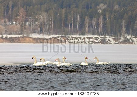Beautiful White Swans In The Early Spring