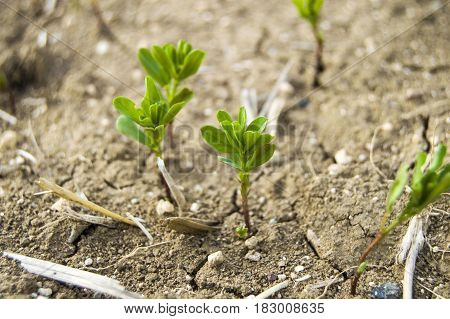 Fertilized cultivated field, fertilized green lentil field, fertilizer and agriculture