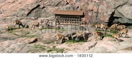 Cerfs dans le Zoo d'Helsinki