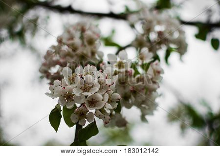 A beautiful branch of a blossoming pear tree. Delicate flowering and the heady scent of spring.