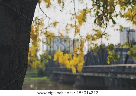 Iron bridge river and tree with yellow flowers in Chaing mai Thailand