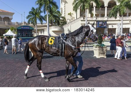 Hallandale Beach Fl USA - March 11 2017: Racing horses show at the Gulfstream Park race track in Hallandale Beach Florida United States